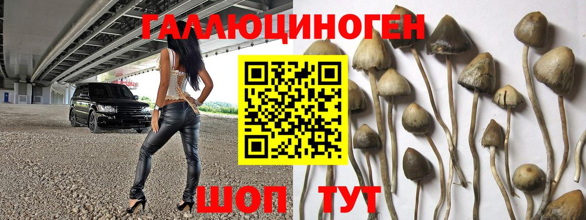 Псилоцибиновые грибы Cubensis Заводоуковск